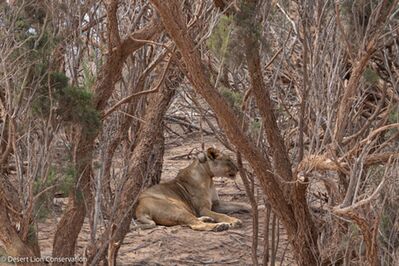 Xpl-108 resting in the shade of Tamarisk trees in the Uniab river.