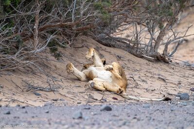 Xpl-108 resting in the shade of Tamarisk trees in the Uniab river.