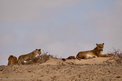 Xpl-106 “Alpha” and her two cubs were spotted on a small dune.