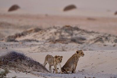 Xpl-106 “Alpha” and her two cubs were spotted on a small dune.