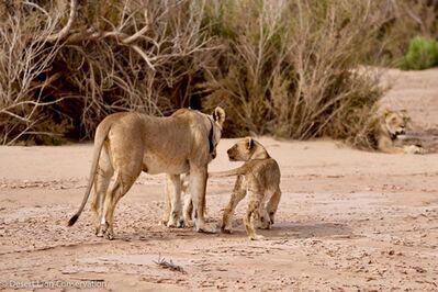 ​The Orphan lionesses were reunited with the cubs after spending time on the Hoanib Floodplain.