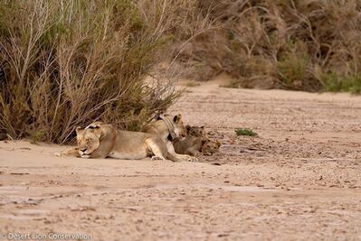 ​The Orphan lionesses were reunited with the cubs after spending time on the Hoanib Floodplain.