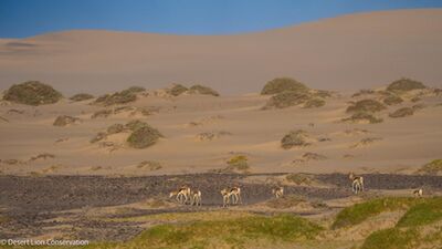 Springbok along the dunes at the Uniab Delta. 