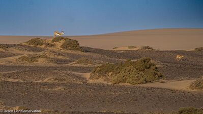 Springbok along the dunes at the Uniab Delta. 