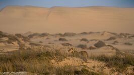 Xpl-108 searching for springbok and gemsbok at the Uniab Delta