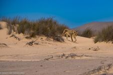 Xpl-108 searching for springbok and gemsbok at the Uniab Delta