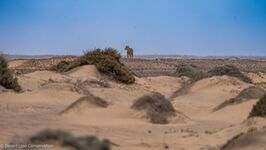 Xpl-108 searching for springbok and gemsbok at the Uniab Delta