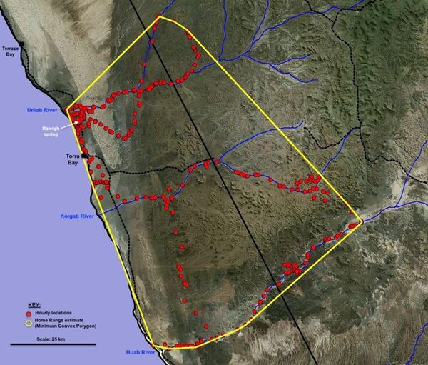 Movement patterns of the lioness Xpl-108 and estimated home range size (MCP) of 5,905 km2 over a 70-day period.