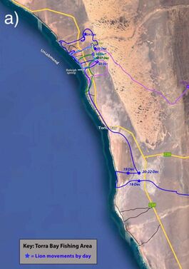 Daily movements of lioness Xpl-108 in the Torra Bay fishing area during: (a) December 2002, (b) early-mid January, and (c) late January 2023