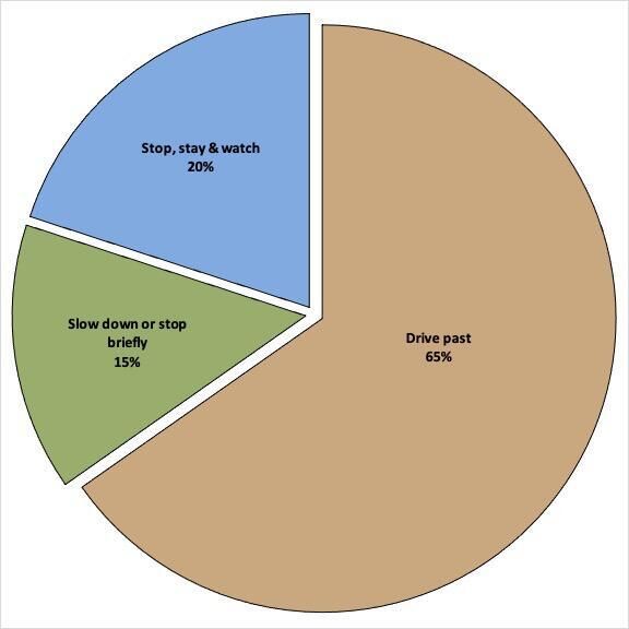 Summary of the behaviour of visitors driving past Raleigh spring when the lioness Xpl-108 was resting in the reeds (N = 195).