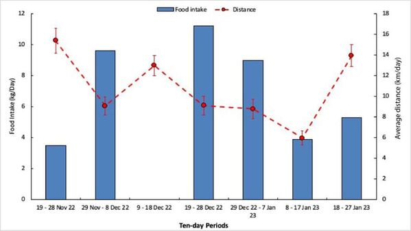 Daily food intake and average daily distances walked by lioness Xpl-108 during seven consecutive ten-day periods over two months (N = 893).