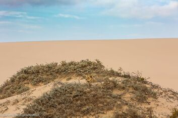  Xpl-108 spotted a herd of gemsbok from a hummock.