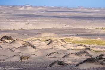 Lioness stalking a herd of gemsbok for 7 hours. Photos.