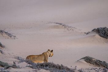 ioness Xpl-108 within 35 metres of her prey when tourist vehicle spoiled her chances.