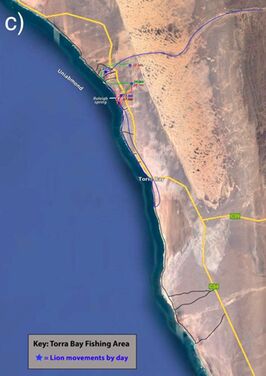 Daily movements of lioness Xpl-108 in the Torra Bay fishing area during: (a) December 2002, (b) early-mid January, and (c) late January 2023