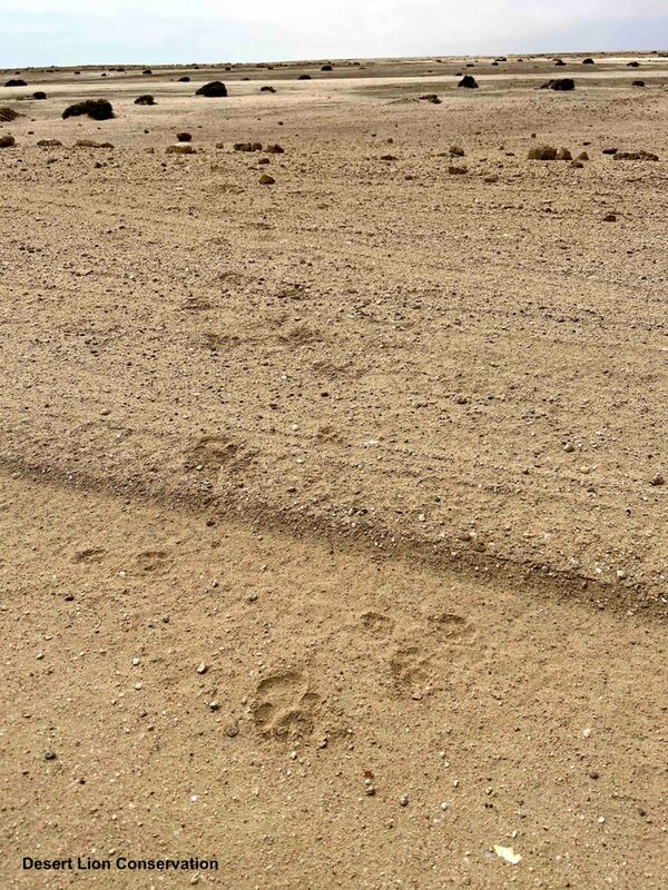 Fresh brown hyena tracks near Mile 14