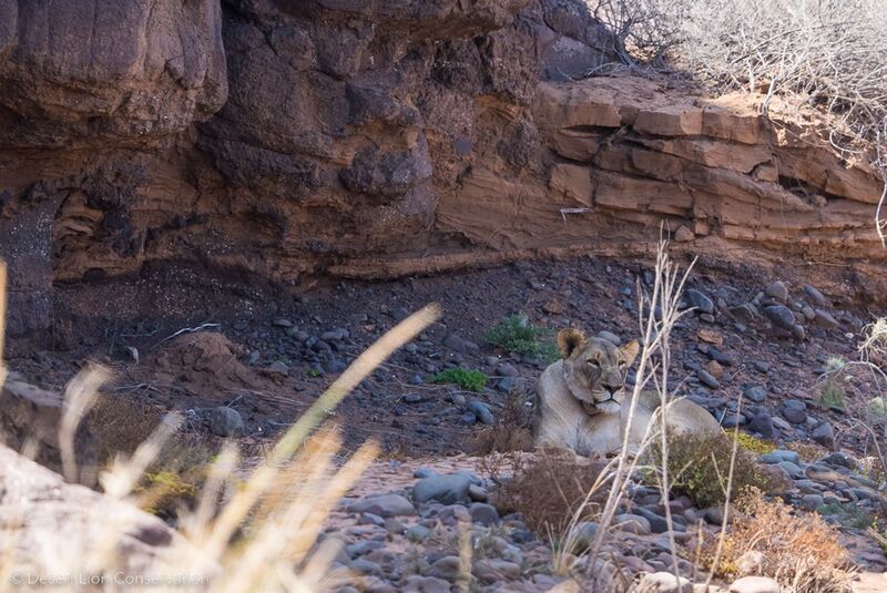 Xpl-108 resting in the shade of a rock overhang