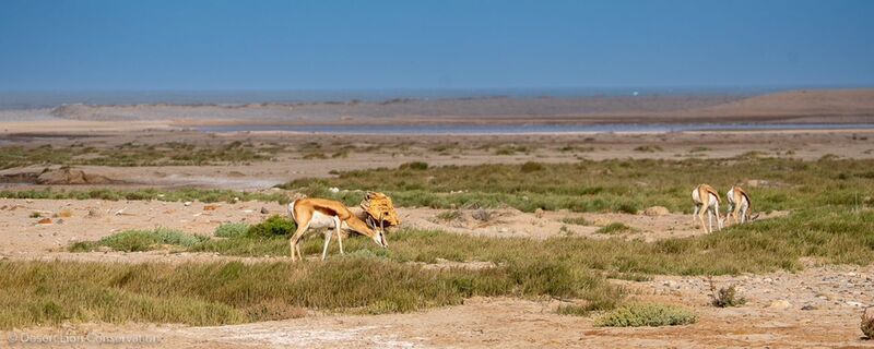 Springbok at the mouth of the Hoanib River