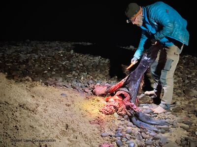 Collecting biological samples form Cape fur seals killed by the lions