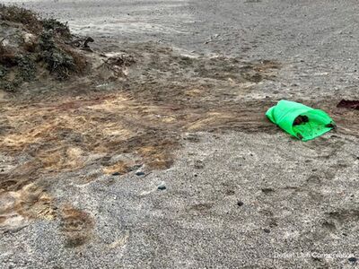 Collecting biological samples form Cape fur seals killed by the lions