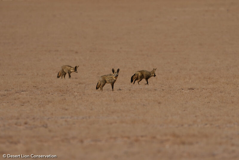 Bat-eared foxes observed near Solitaire