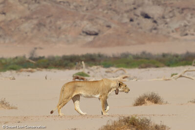 Hunting activities of two Orphan lionesses and the small female cub “Griet”