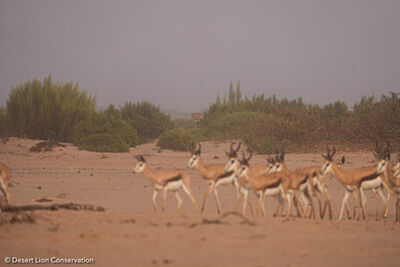 The two Orphan lionesses hunting springboks on the Hoanib Floodplain