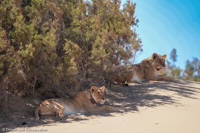 The Floodplain lionesses spending time hunting in the dune-belt.