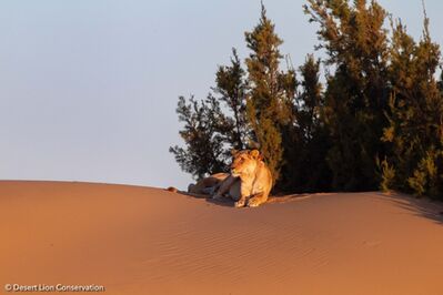 The Floodplain lionesses spending time hunting in the dune-belt.