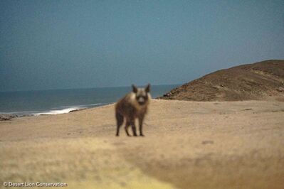 During the full moon period a few days were spent along the coast monitoring the activities of brown hyaenas and jackals.