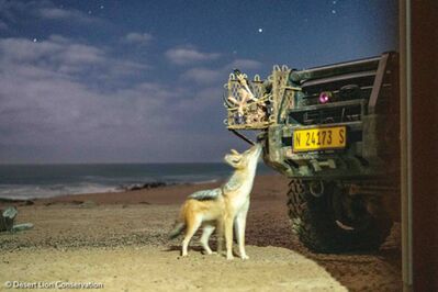 During the full moon period a few days were spent along the coast monitoring the activities of brown hyaenas and jackals.