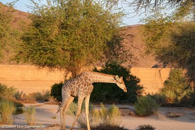 Abundant wildlife observed in the lower Hoanib River