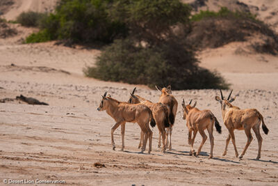 Abundant wildlife observed in the lower Hoanib River