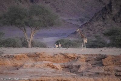 Abundant wildlife observed in the lower Hoanib River