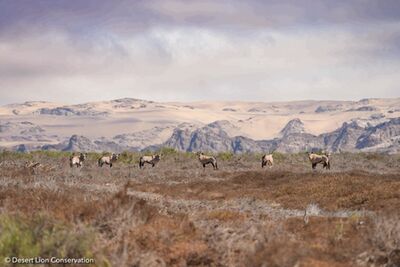 Abundant wildlife observed in the lower Hoanib River