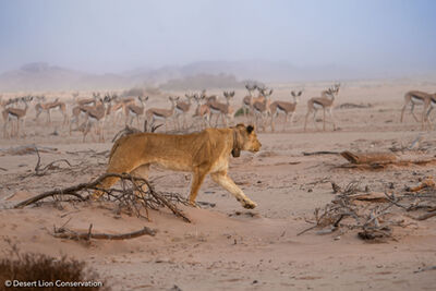 The two Orphan lionesses hunting springboks on the Hoanib Floodplain