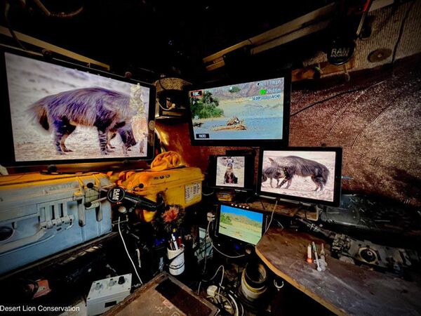 Inside of the research vehicle during darting sessions with images of the target hyaenas.