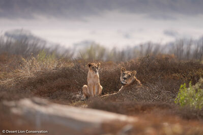 The two Floodplain lionesses and small cub searching for and hunting prey during the sandstorms.