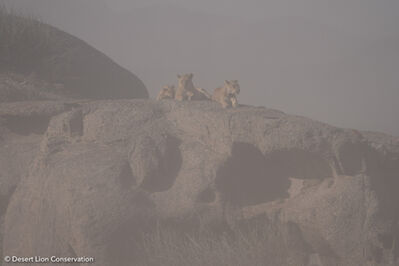 The two Floodplain lionesses and small cub searching for and hunting prey during the sandstorms.