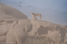 The two Floodplain lionesses and small cub searching for and hunting prey during the sandstorms.