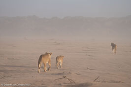 The two Floodplain lionesses and small cub searching for and hunting prey during the sandstorms.