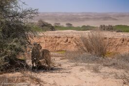 The two Floodplain lionesses and small cub searching for and hunting prey during the sandstorms.