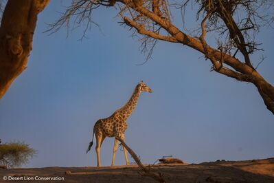 Xpl-114 “Charly” regularly hunted giraffes along the Hoanib riverbed.