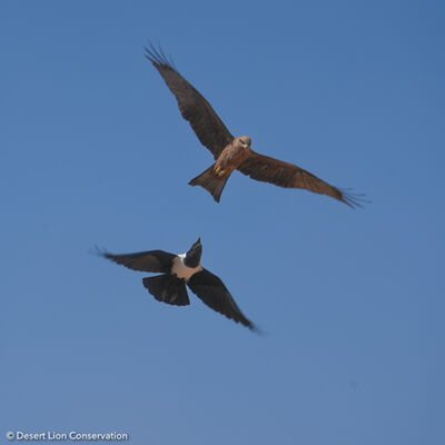 Raptors and owls attracted to the Hoanib Floodplain.