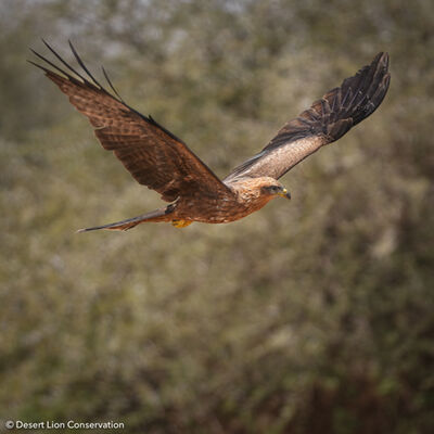 Raptors and owls attracted to the Hoanib Floodplain.