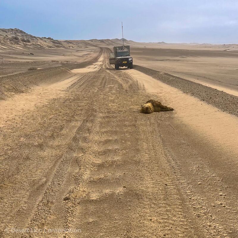 The adult female brown hyaena Xpl-22 “Ella” on the road where she was killed.Brown hyaena killed by vehicle at Möwe Bay