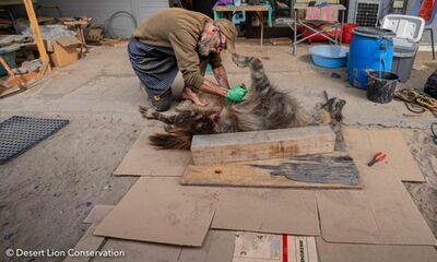 Dissecting the brown hyaena to determine cause of death and to collect biological samples.