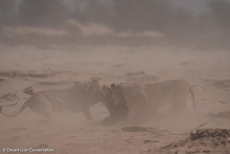 Lions braving dust-storms as they learn how to deal with such a large carcass