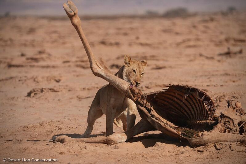 Still chasing Pied crows, the Orphan lions near the end of the seven days feeding on the giraffe