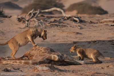 Images of lionesses & cub playing at their first adult giraffe kill